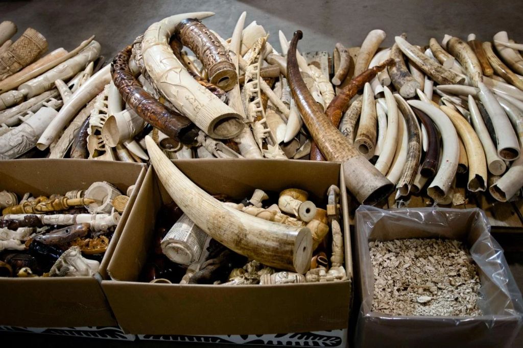 Confiscated elephant tusks at the National Wildlife Property Repository. Photograph: Kate Brooks / Redux.